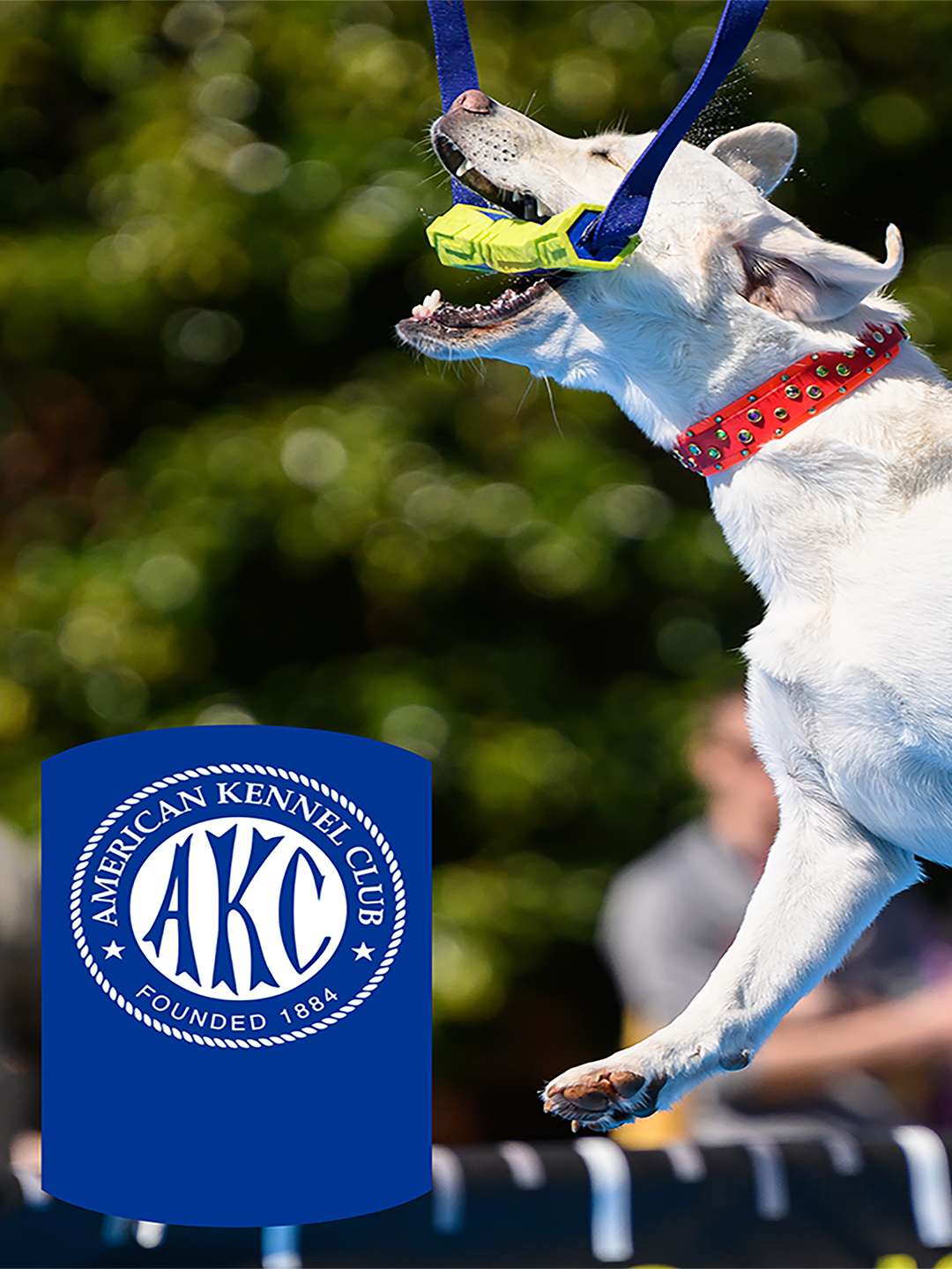 2024 AKC Diving Dogs Challenge July 4 2025 on ESPN 1 2024 AKC Diving Dogs Challenge July 4 2025 on ESPN