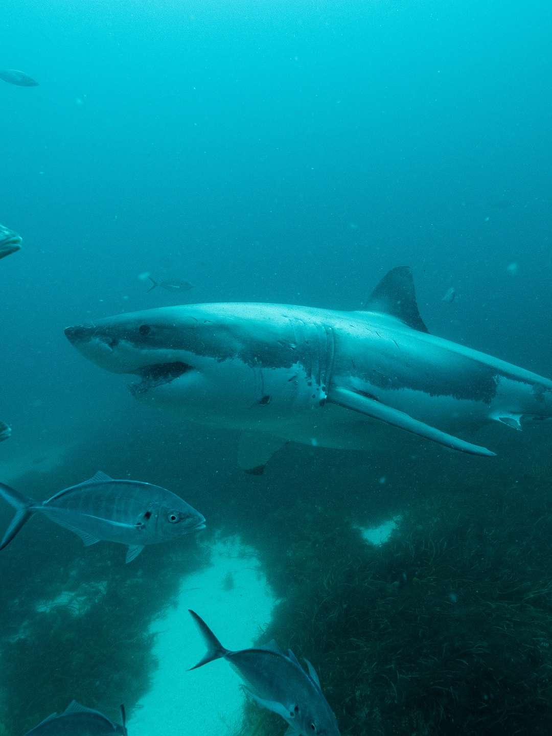 Super Shark Highway “Love Bites” S1E2 July 6 2025 on National Geographic