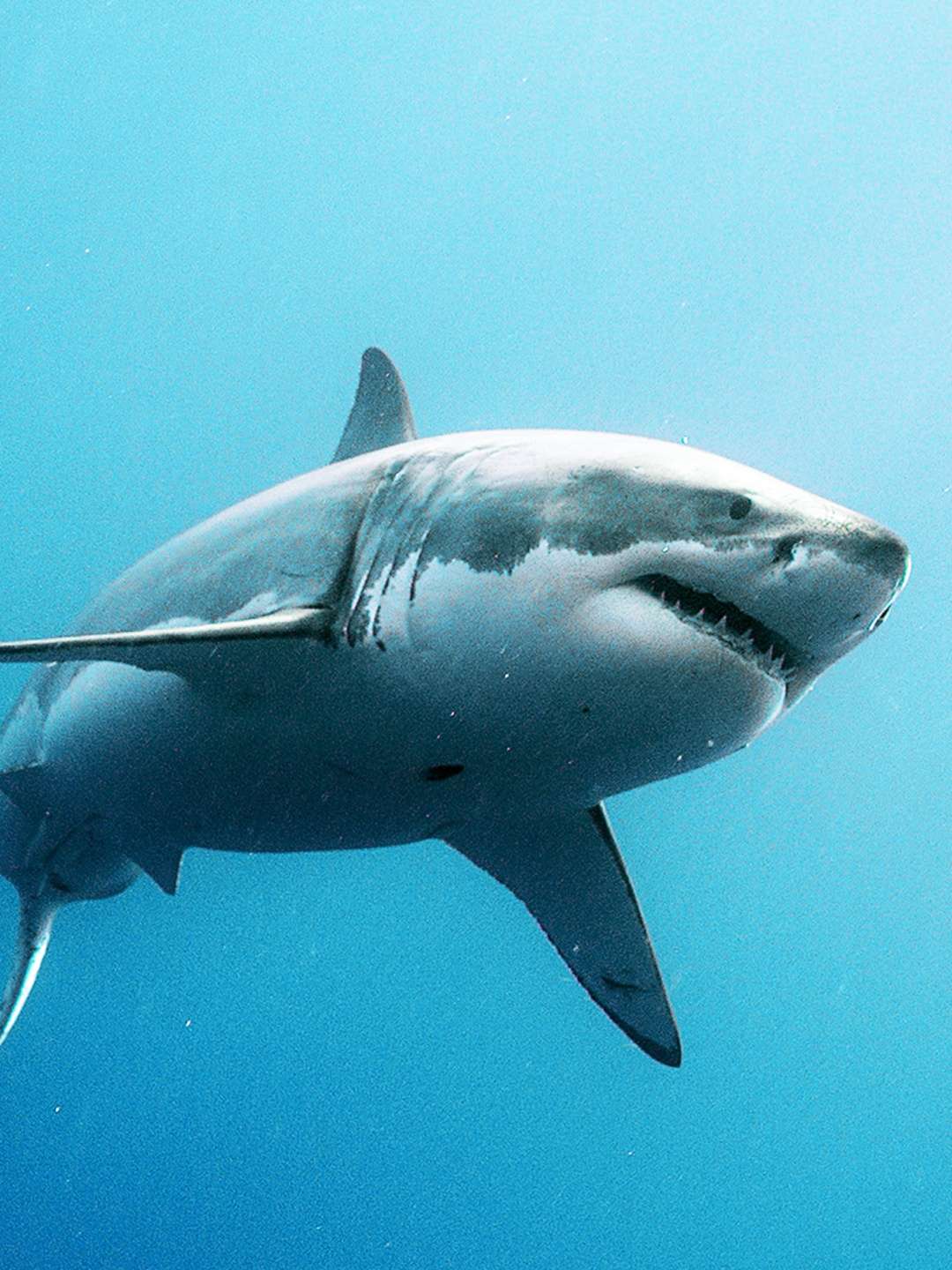 Investigation Shark Attack “Maui Mayhem” S1E6 July 11 2025 on National Geographic