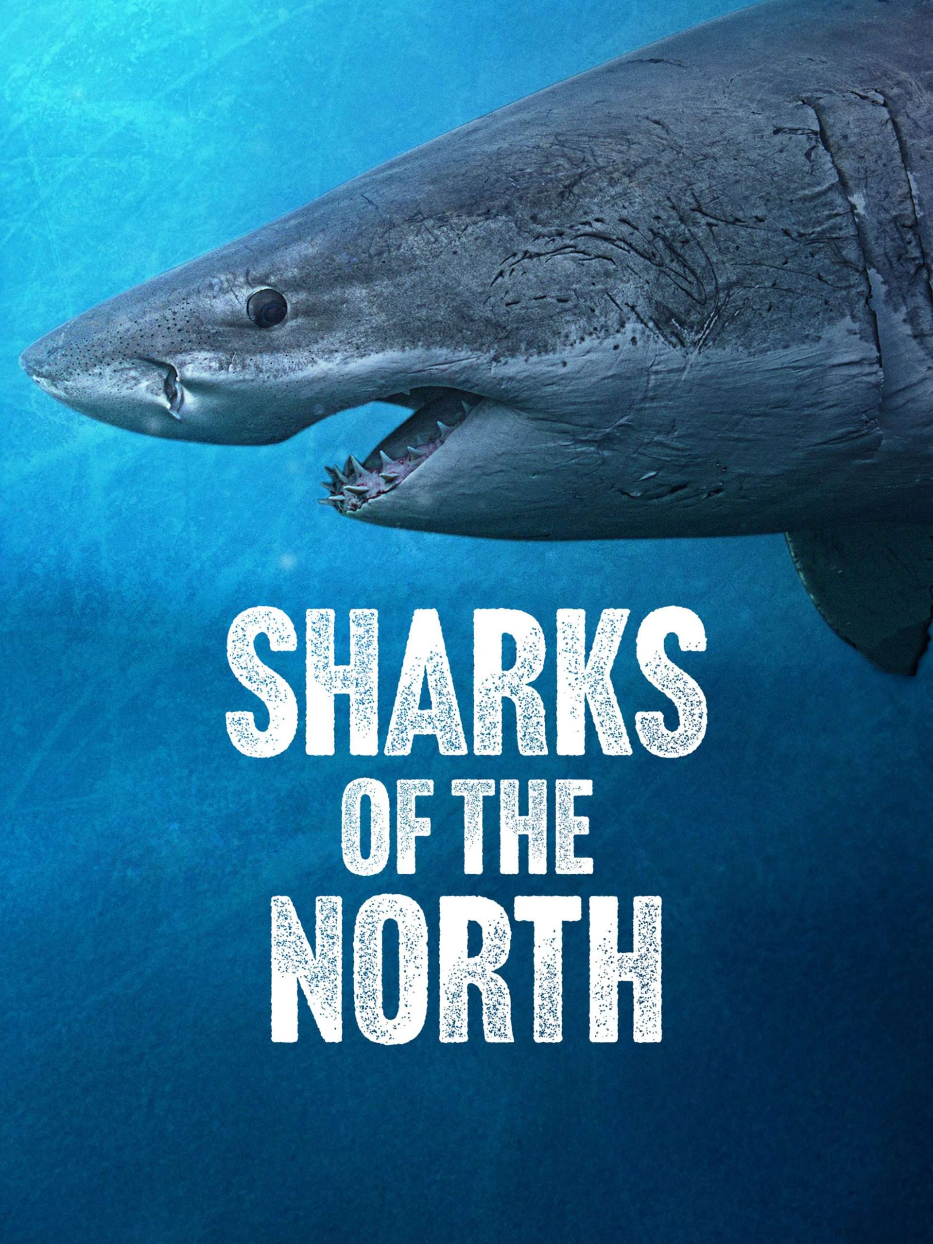 Sharks of the North  July 12 2025 on National Geographic