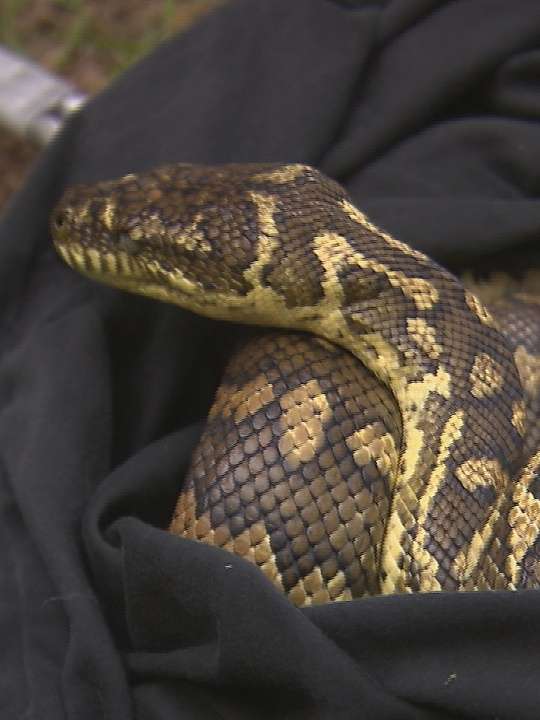 The Snake Catcher “The Hunt Begins” S1E1 August 9 2025 on Animal Planet