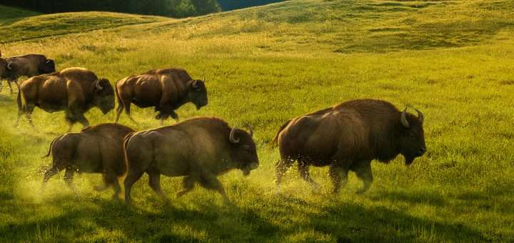 p31188840 v v13 ac 1