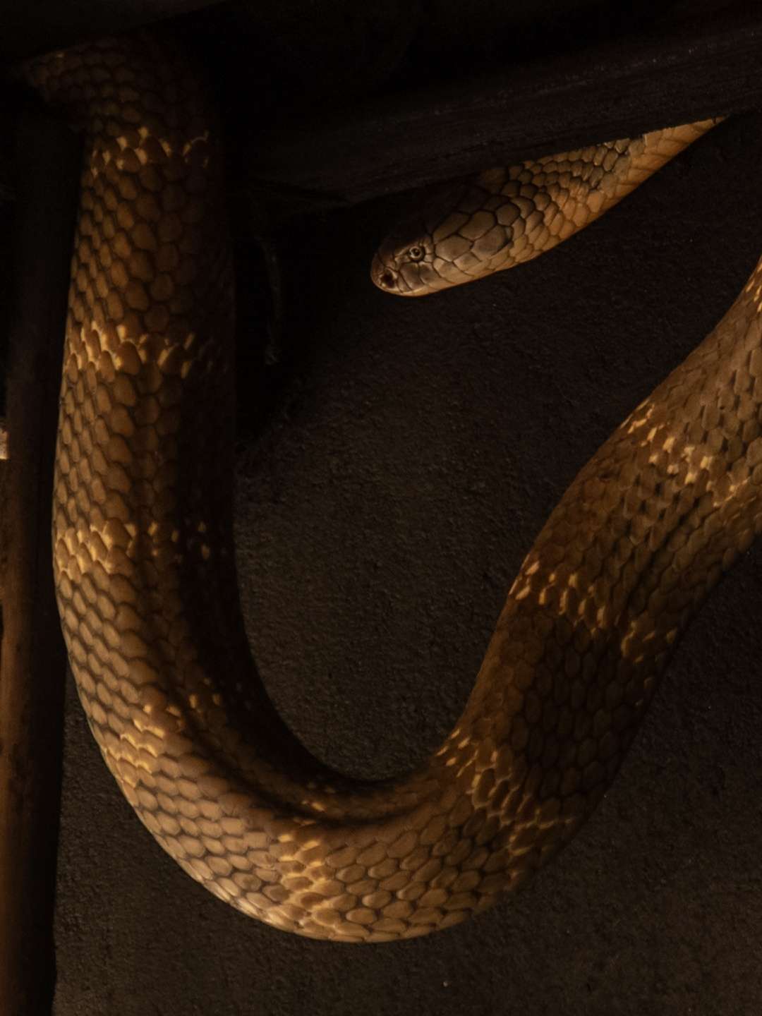 Snakes in the City Snakes in the City “King Cobra Deluxe” S10E4 December 14 2025 on NGWIHD