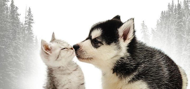 Incredible Northern Vets Season 2 Episode 1 "Lumps, Bumps, and Love"