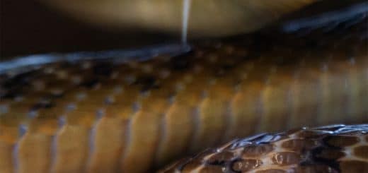 Aussie Snake Wranglers: Deadly Pursuit Season 1 Episode 1 "Deadly Intruders"