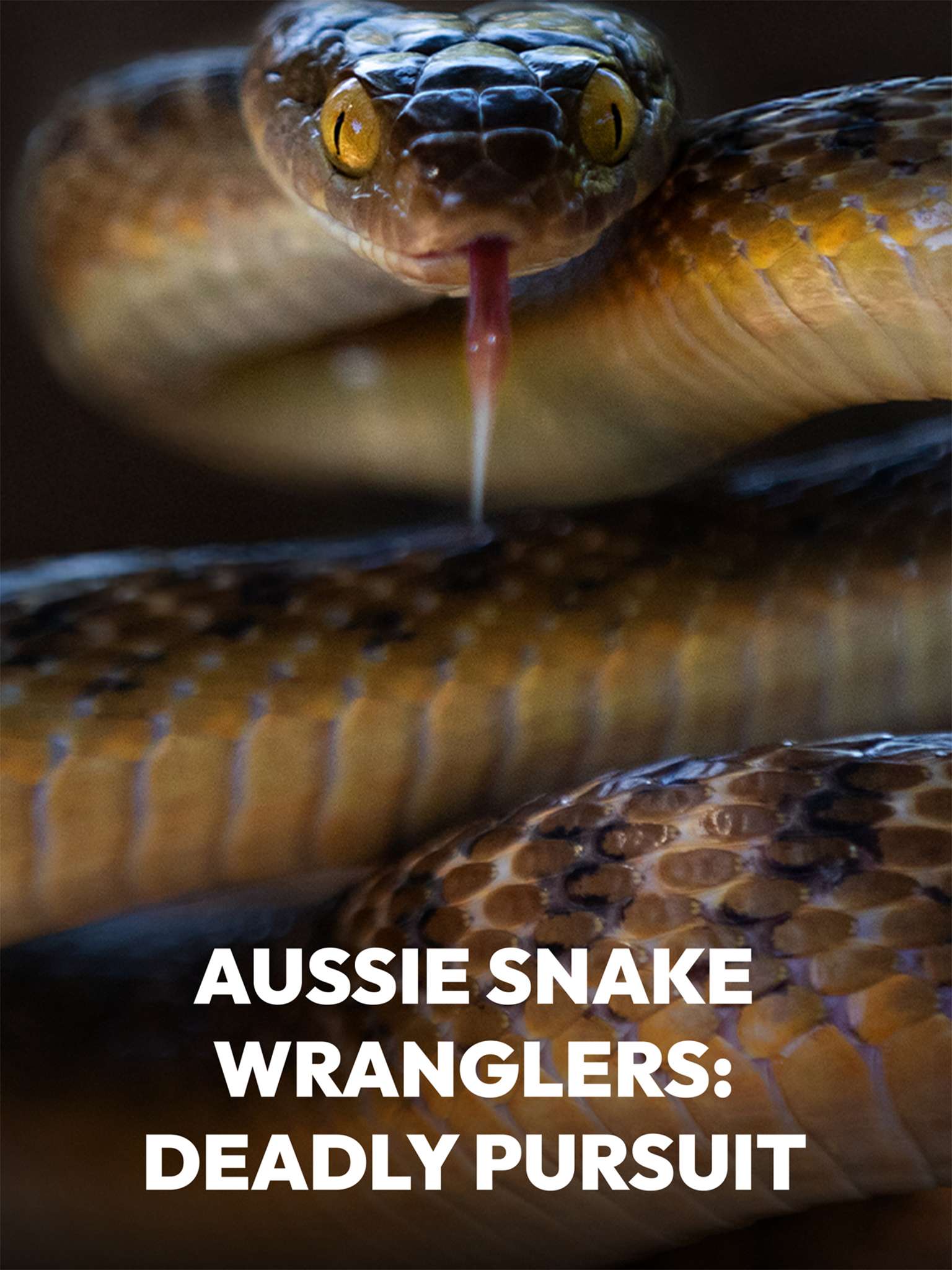 Aussie Snake Wranglers: Deadly Pursuit “Slippery Exits” S2E5 January 11 2026 on NGWIHD