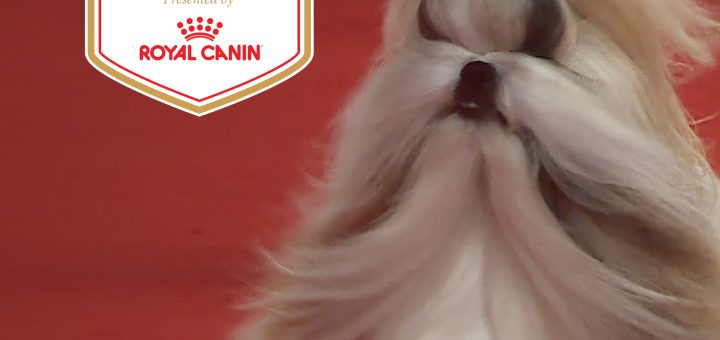 2025 AKC National Championship Dog Show Episode 2