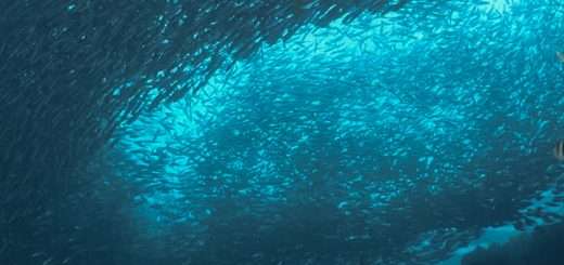 Inside the Enchanted Waterways Season 1 Episode 2 "Coasts"