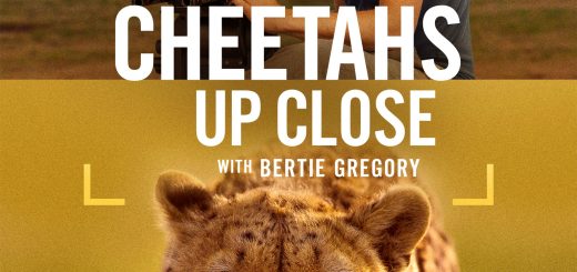 Cheetahs Up Close with Bertie Gregory