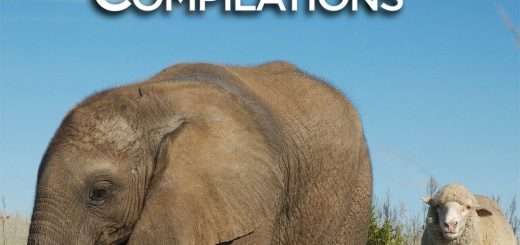 Unlikely Animal Friends Compilations Season 1