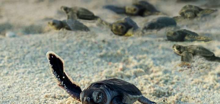 Incredible Animal Journeys Season 2 "Big Blue World"