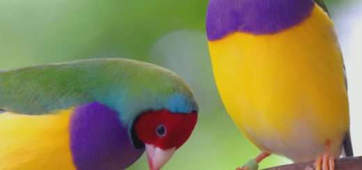 Animals, They're Just Like Us! Season 1 "Wild Words"