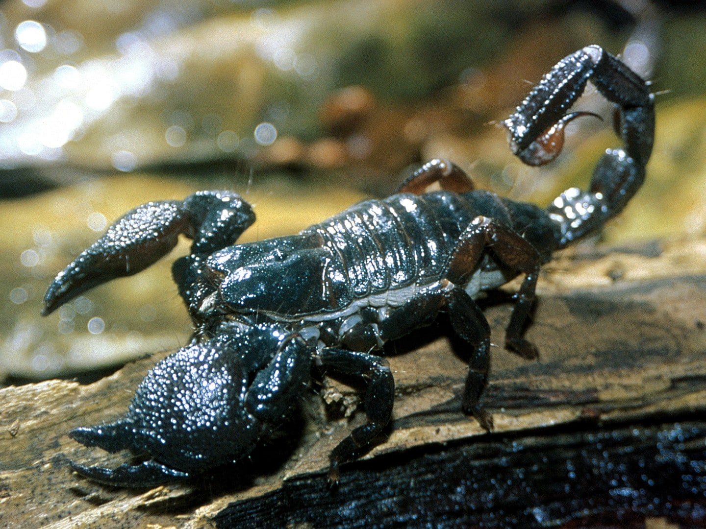 Wildlife on One  14 March 2026 on BBC Four