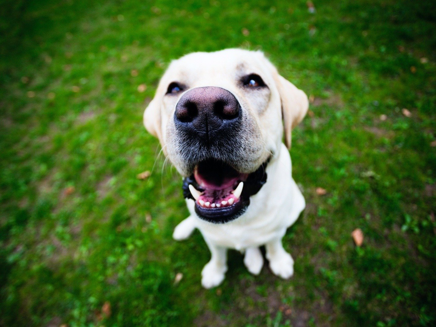 Heroic Hounds "Guide Dog Pups" S1E8 8 March 2026 on 5 1 Heroic Hounds “Guide Dog Pups” S1E8 8 March 2026 on 5