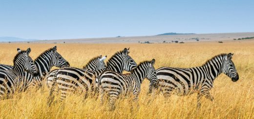 Making Life on Earth: Attenborough's Greatest Adventure 3 May 2026 on BBC One