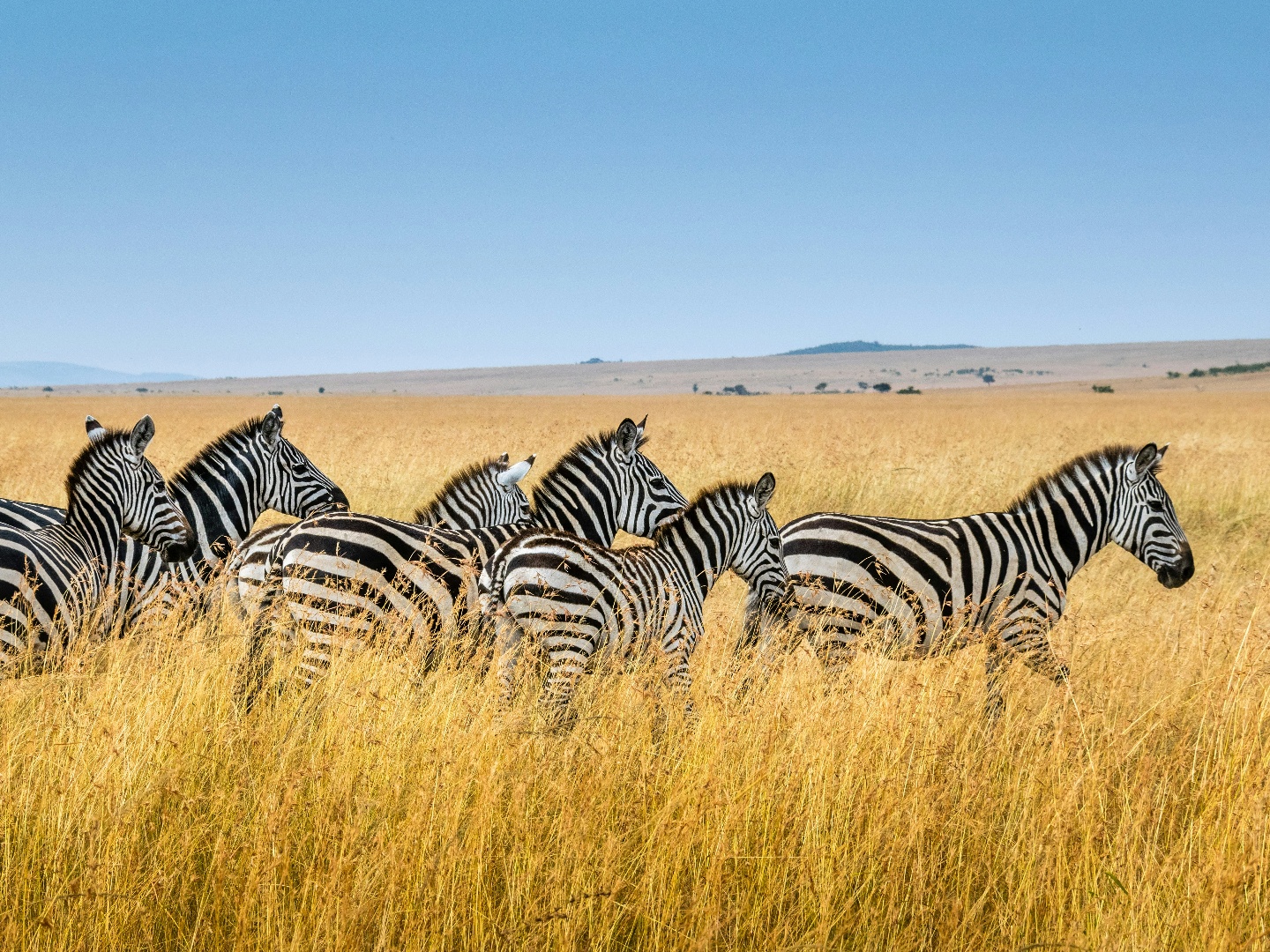 Making Life on Earth: Attenborough’s Greatest Adventure  3 May 2026 on BBC One