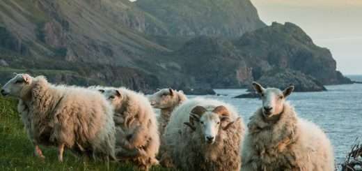 Dolly: The World's Most Famous Sheep 15 June 2026 on Channel 4