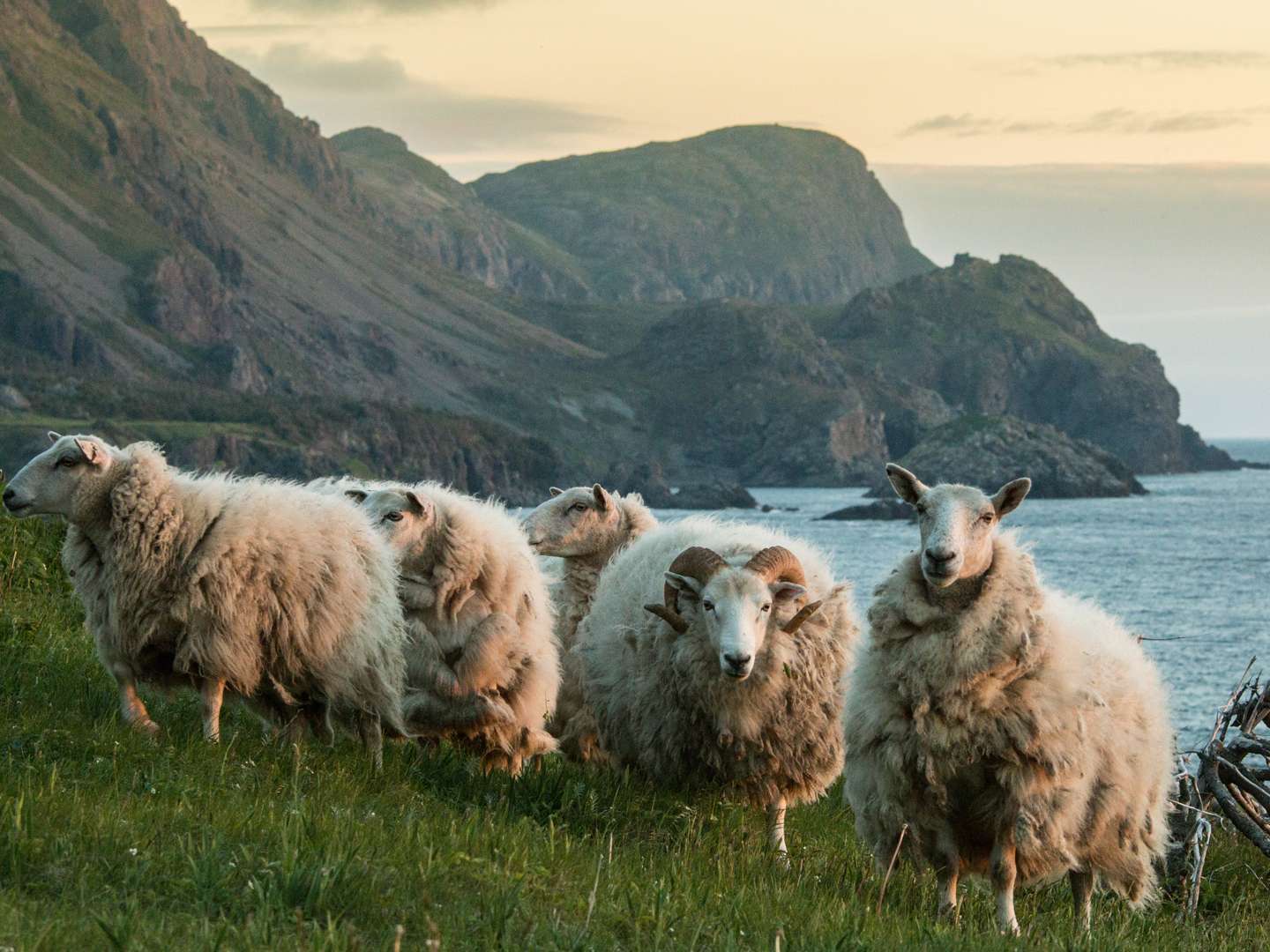 Dolly: The World’s Most Famous Sheep  15 June 2026 on Channel 4